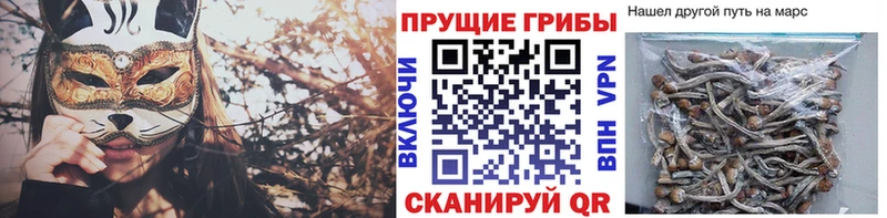 Купить закладки  Западная Двина  Галлюциногенные грибы Cubensis 